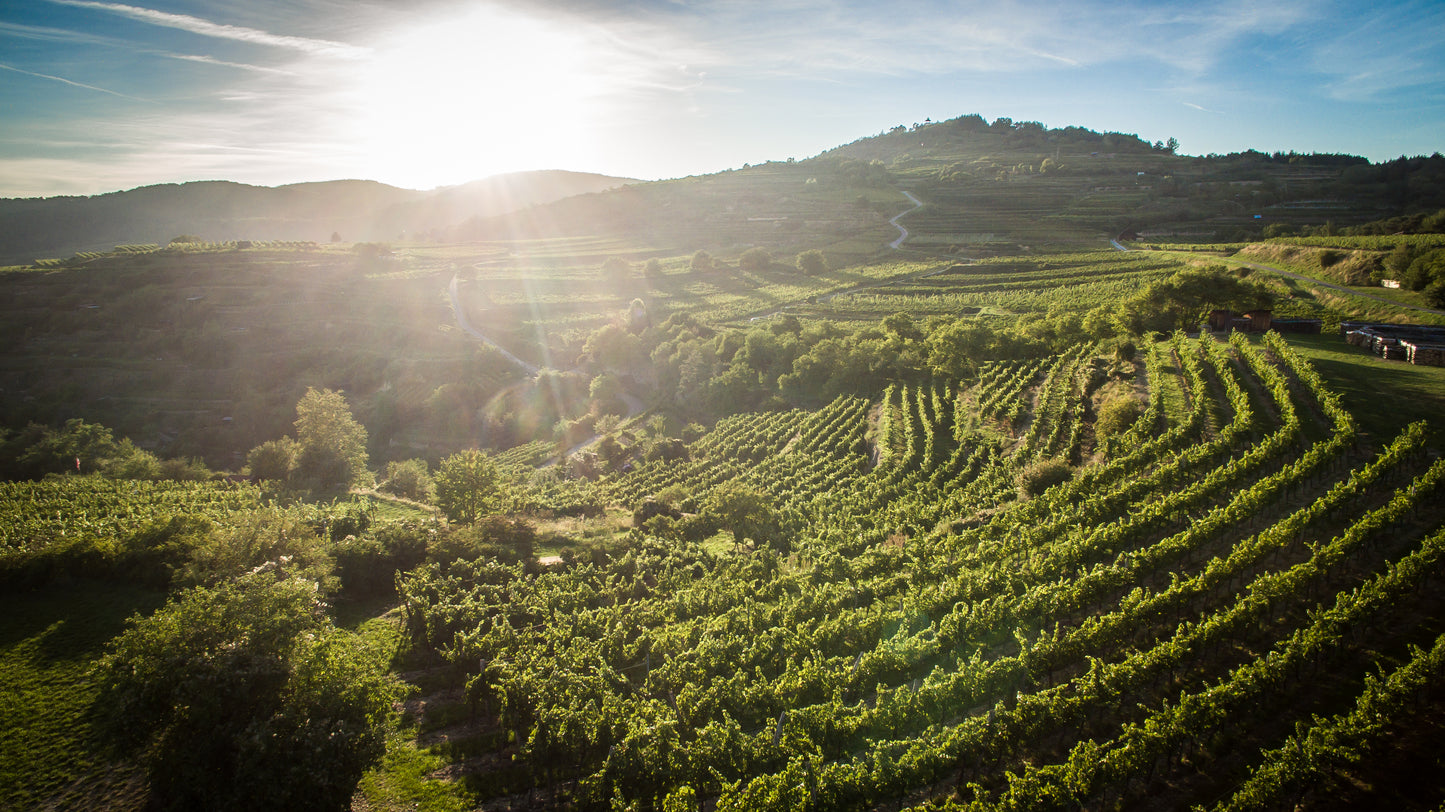 Vinsmagning 24. april kl. 19 - "Tyskland og Østrig"